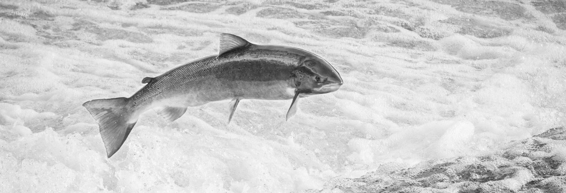 Salmon jumping in the water